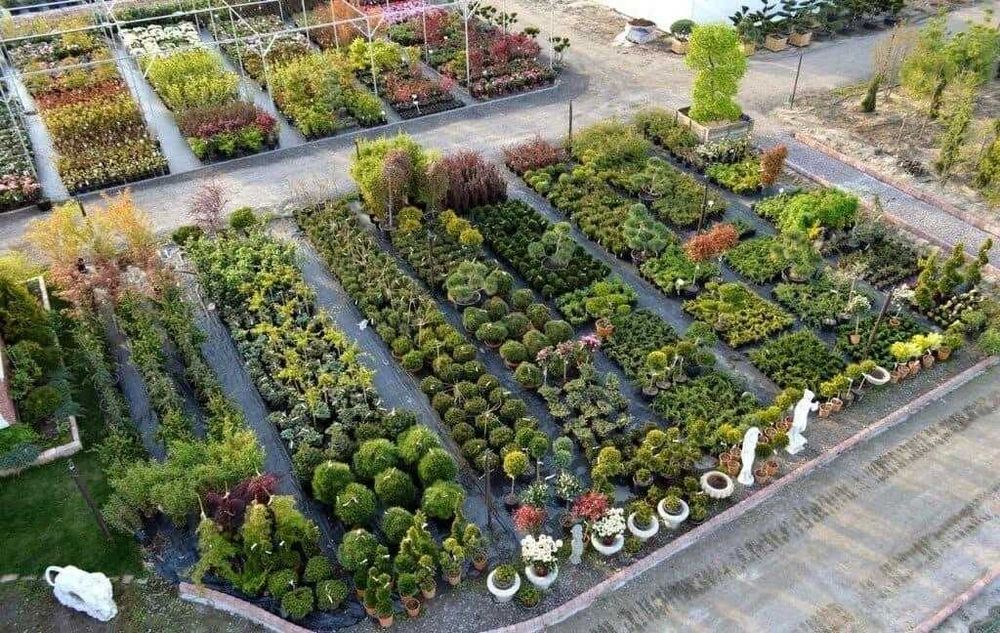 Питомник растений, саженцы, деревья, кустарники, цветы