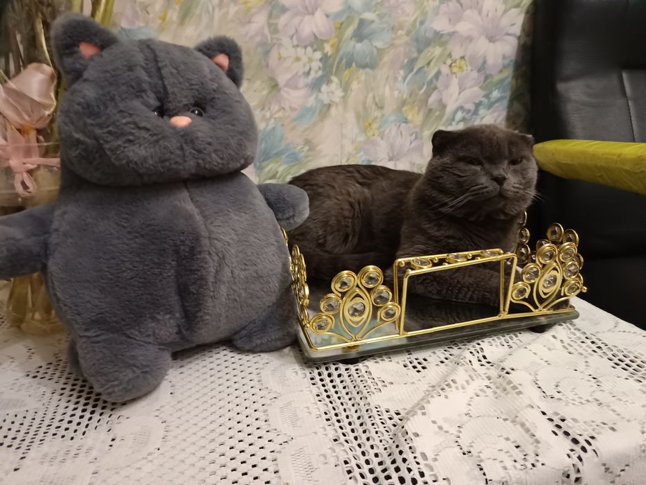 Красавчик Микки зовёт кошек на вязку