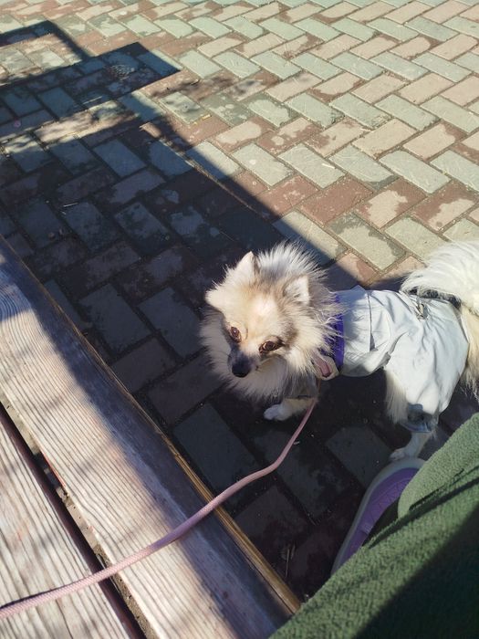 Шпиц,девочка ,1,5года.