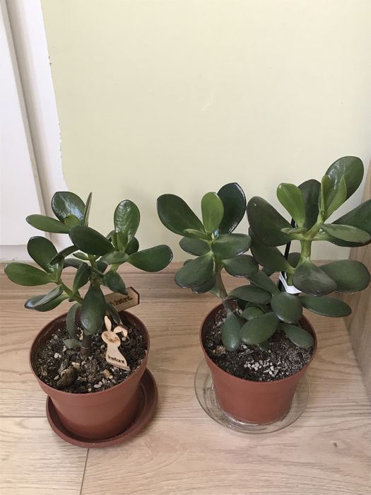 Синсевиера Хани. и Сингониум