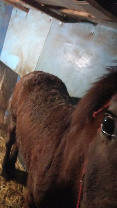 Vând mânz de 7 luni