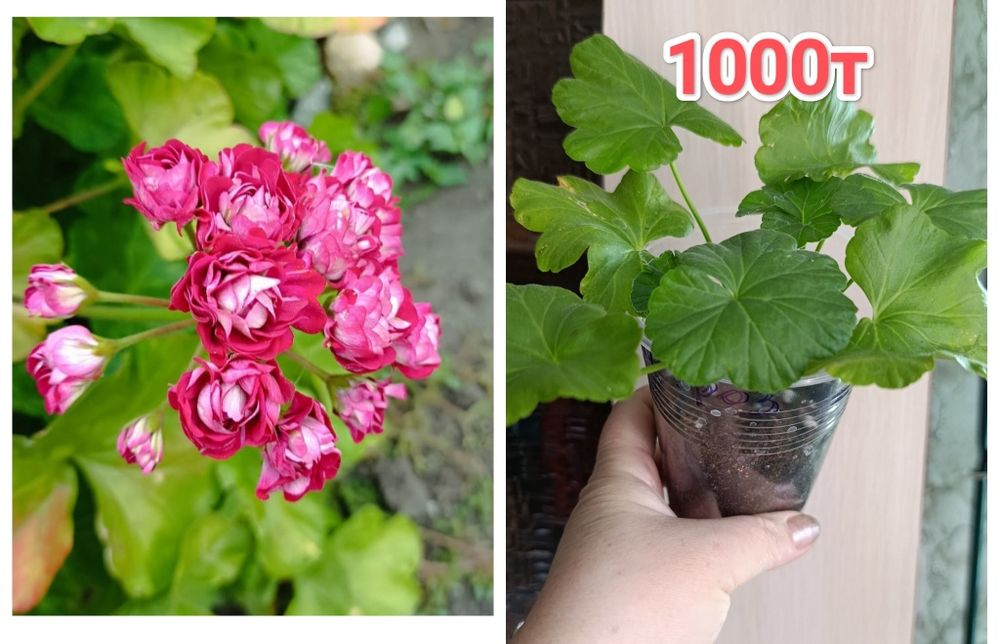 Пеларгония    кжби