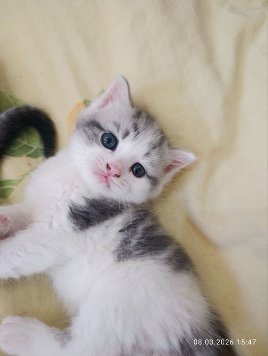 Sotiladi zoti scottish strait