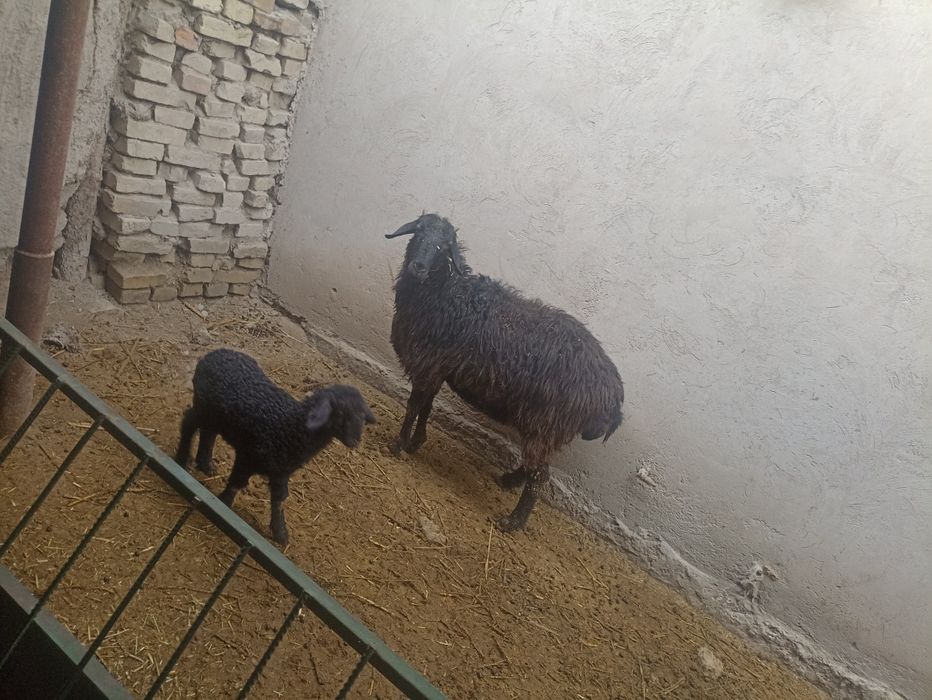 Ona bola qoʻy sotiladi Romitan Tuman