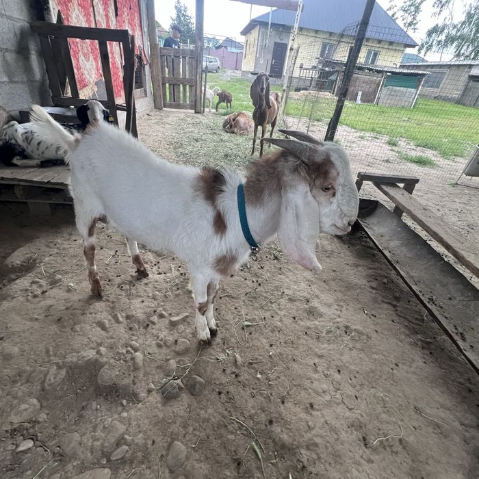 Продам козы дойные
