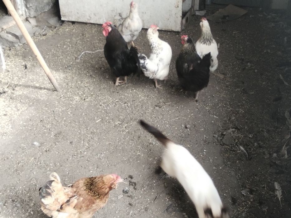 Продам петушков этого года