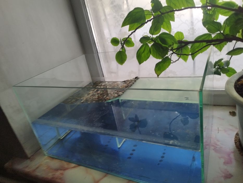 Терариум для земноводных