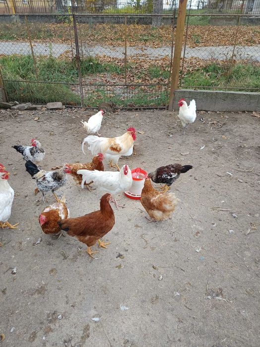 Tineret disponibil(metiși de Australorp)