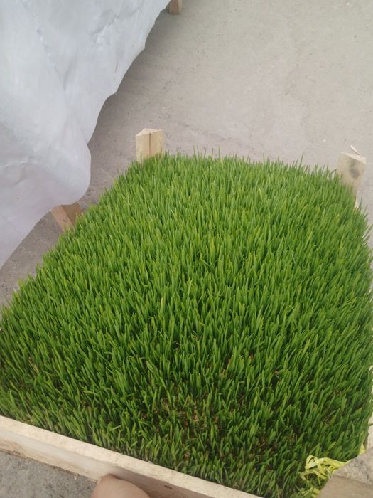 Sumalak va undirilgan bugʻdoy sotamiz...