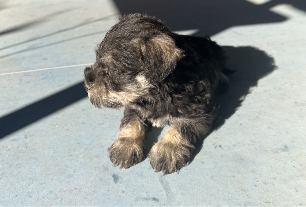 Schnauzer pitic sare si piper