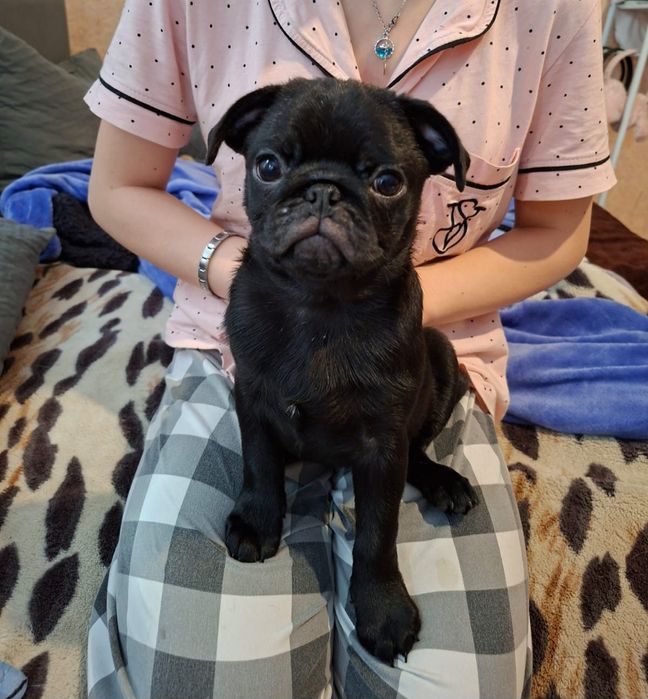 Щенки мопса 3 месяца с документами