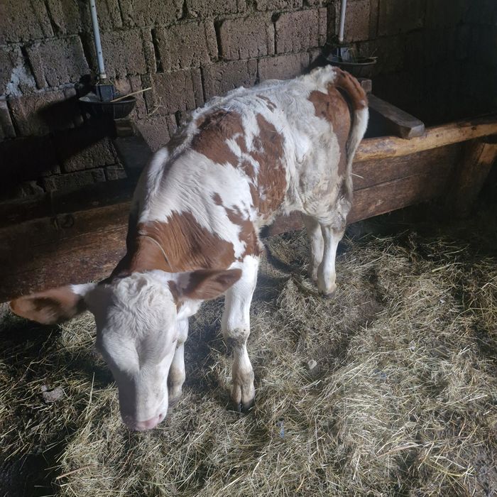 Vând vițea bălțată!