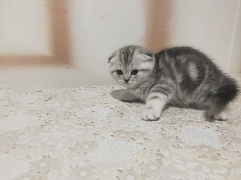 Продам котят скотиш страйт