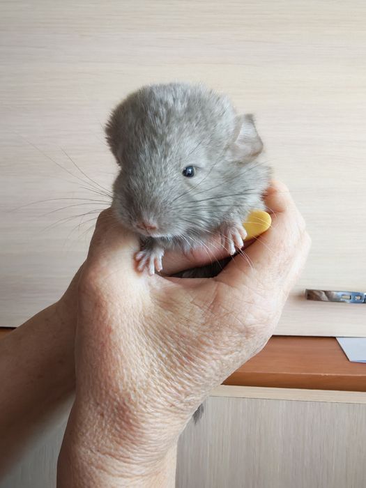 Выставляются в бронь шиншиллята мальчик и девочка.