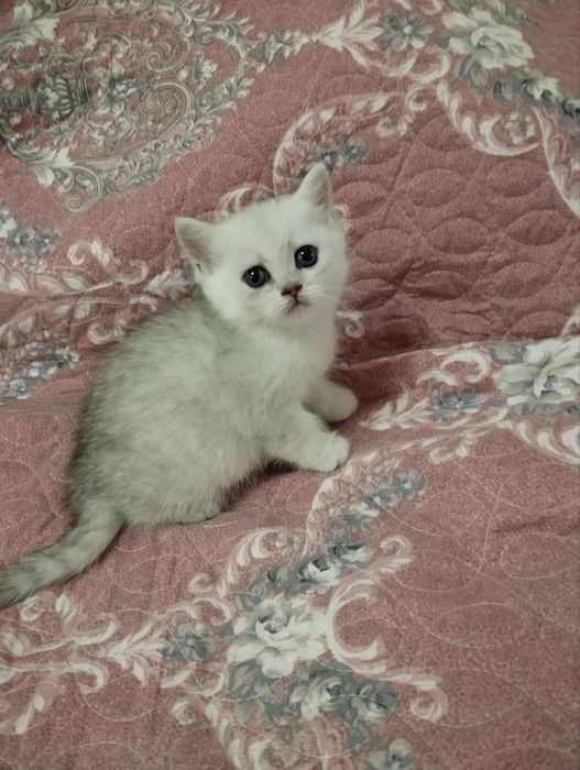 Шотландские котята