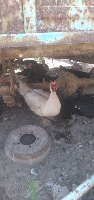 Ундавуткалар сотилади