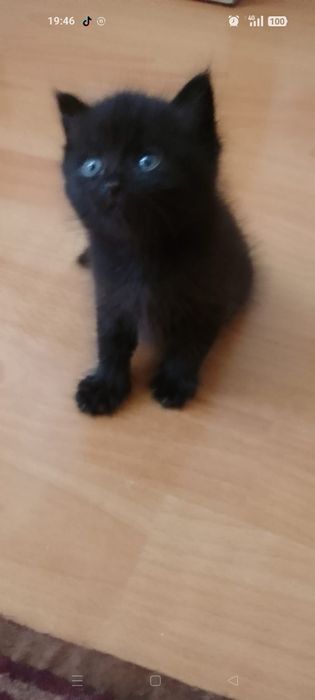 Отдам котят , в добрые руки.