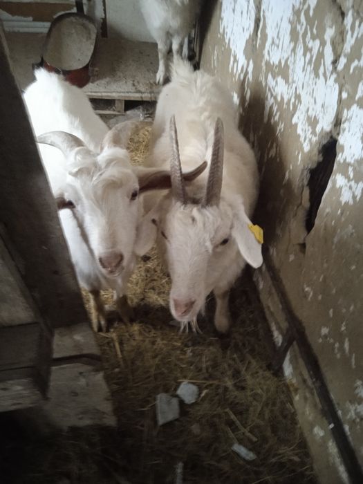 Ешкі коза теке де бар 7 бас