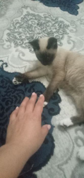 Сиамская кошка продаю