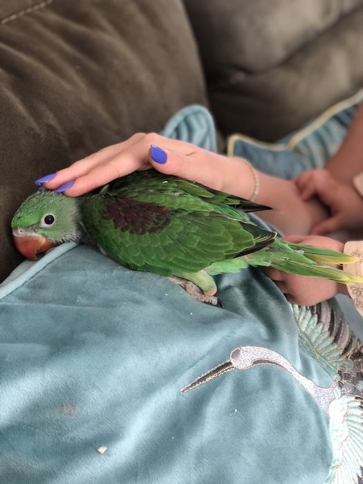 Pui blanzi 2025 papagali Marele Alexandru Alexander