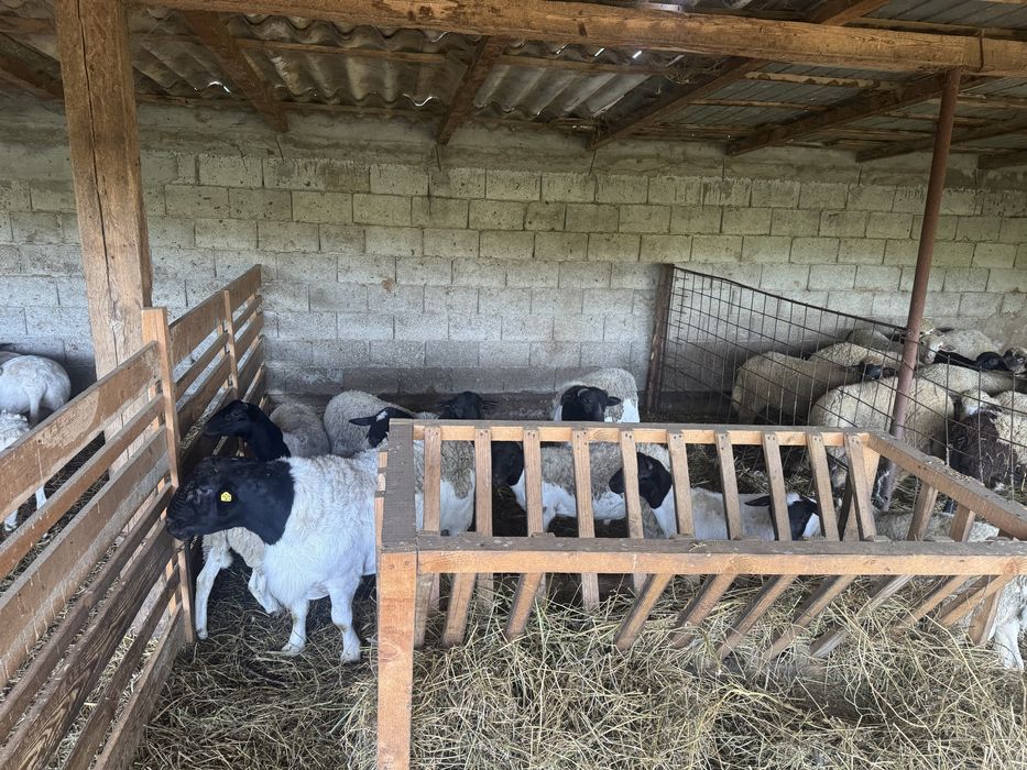 Vand berbeci si berbecuti dorper