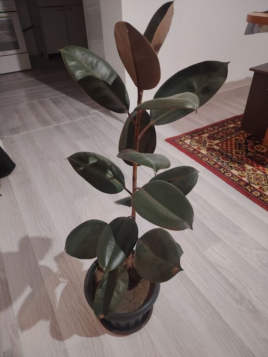 Продам фикусы для дома