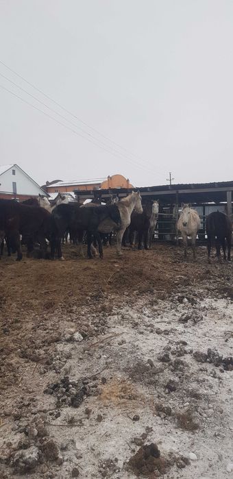 Продам орловских кобыл