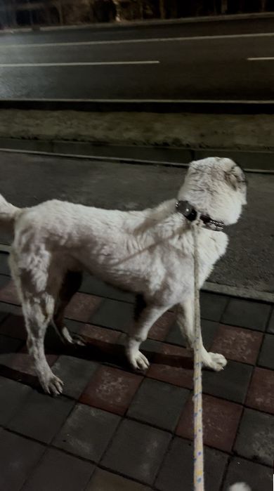 Алабай сатылады срочно