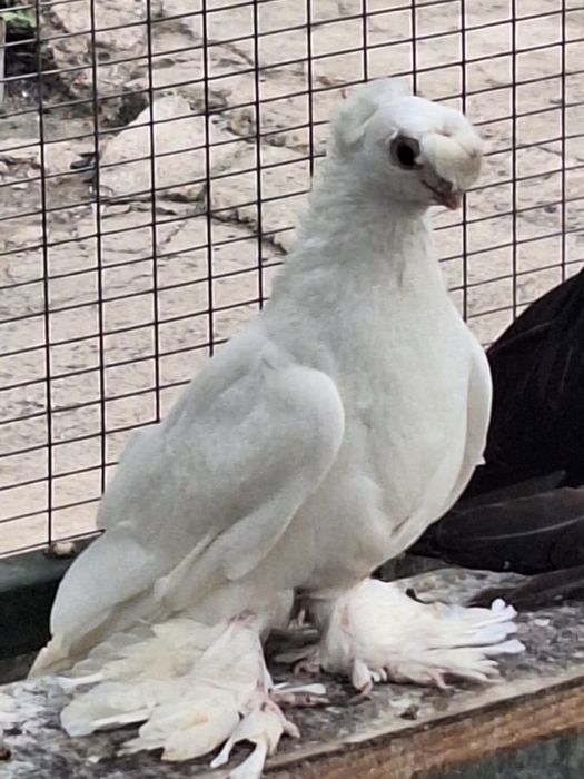 Продам Белых двух чубых голубей .самцы.плод 100%