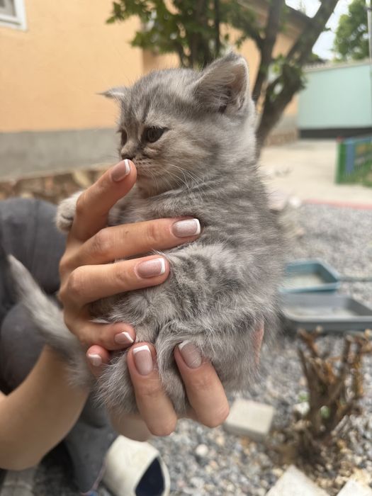 Котята Страйты породистые