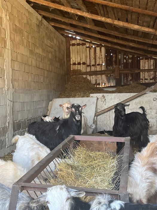 Селскостопански животни