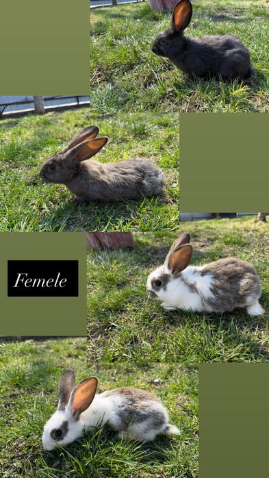 Vând iepuri de doua luni