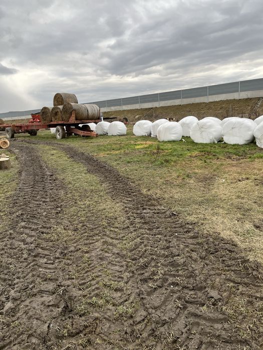 Baloti lucerrna infoliata