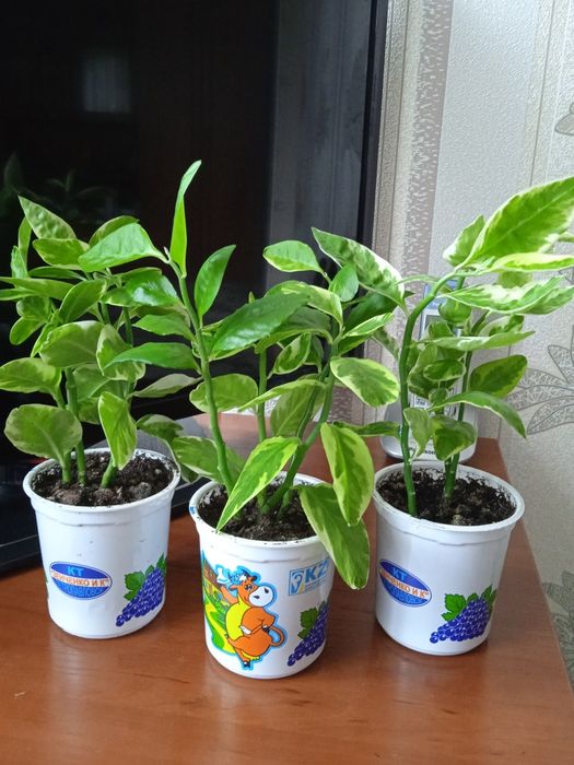 Продам комнатный цветок