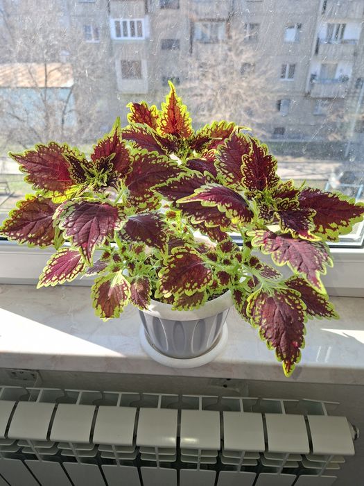 Комнатные цветы - Колеус