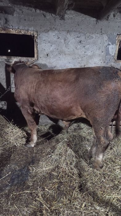 Vitel baltat 290 kg carcasa