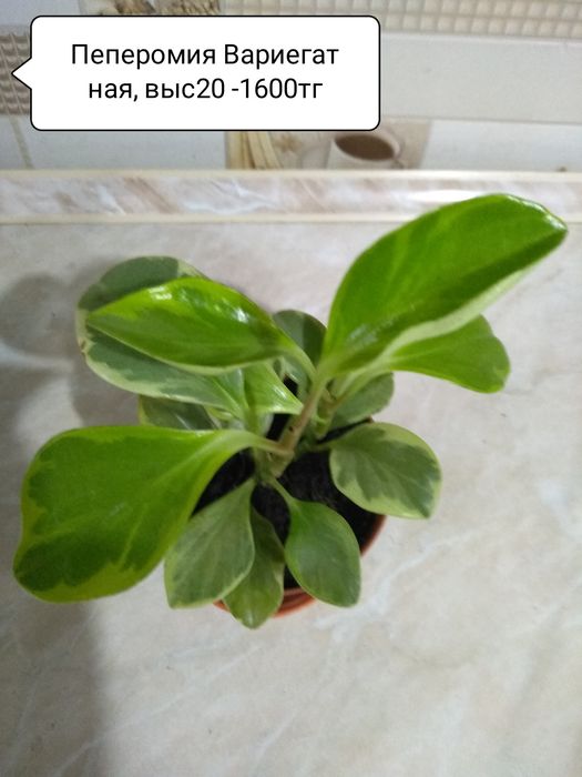 Продам Сингониумы.Пеперомии