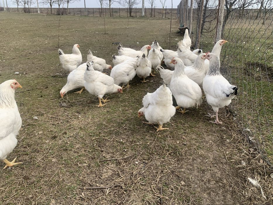 Puicute gaini  tinere  Sussex – 20 săptămâni, gata de ouat!