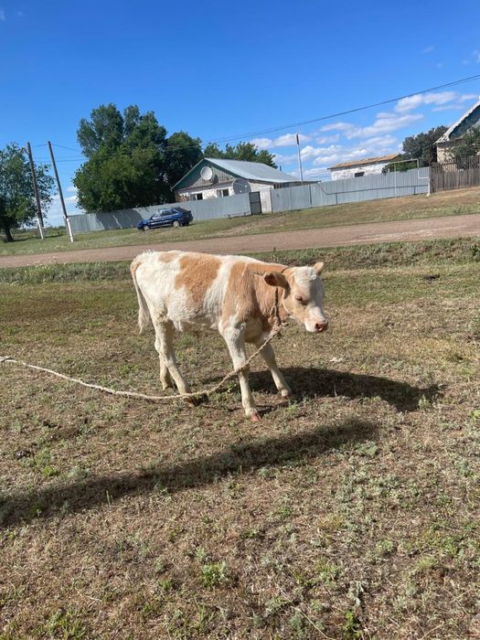 продам телят #бычки#