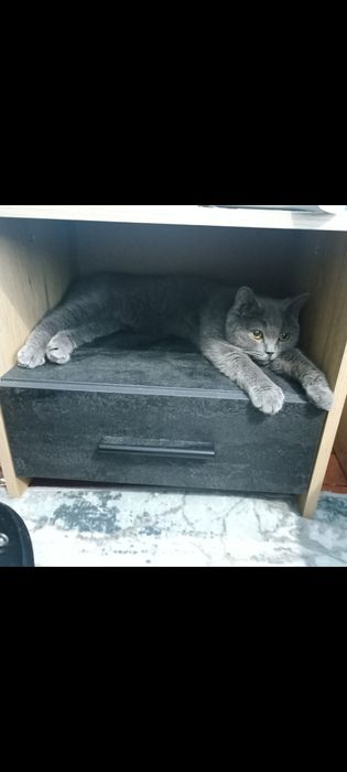 Британски късокосмести котенца