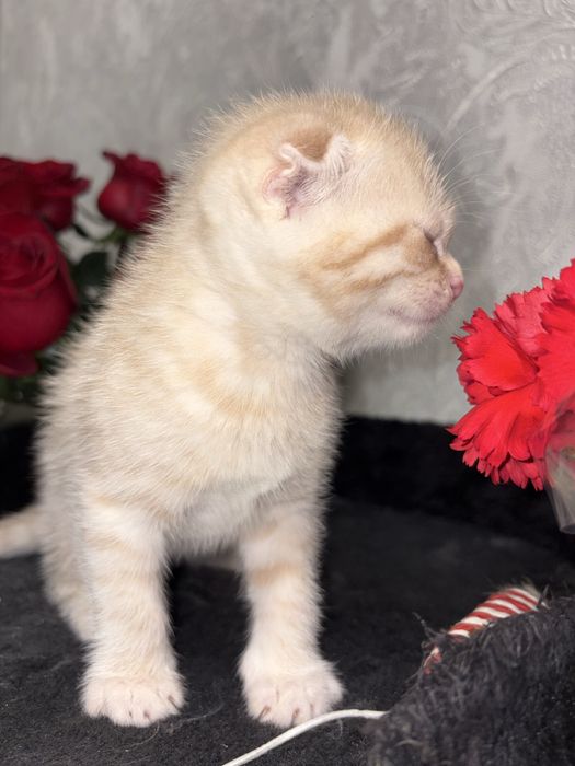 Скоттиш фод котенок девочка рыжий