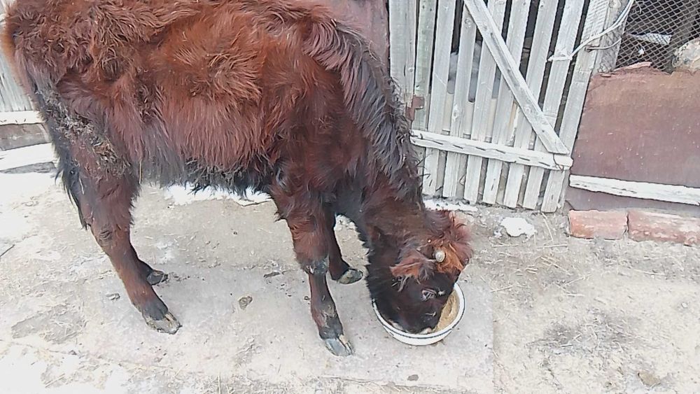 Продам двух тёлок. Екі баспақ сатылады.