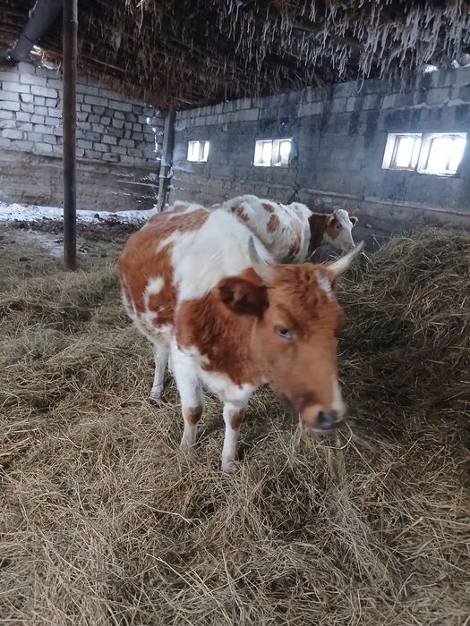 Продается коровы.