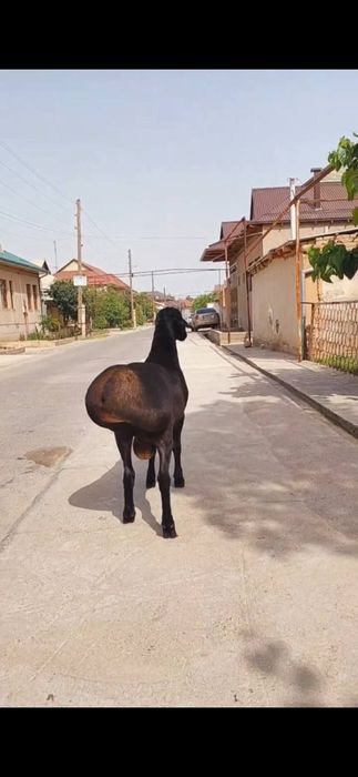 Marosimlar uchun qoy