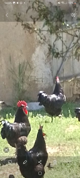 Кора шахзода тухуми, жужалари сотилади