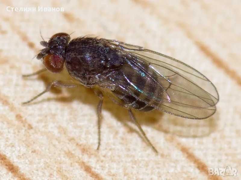 Нелетящи плодови мушици, дрозофили (Drosophila melanogaster 'Wingless' и Drosophila hydei)