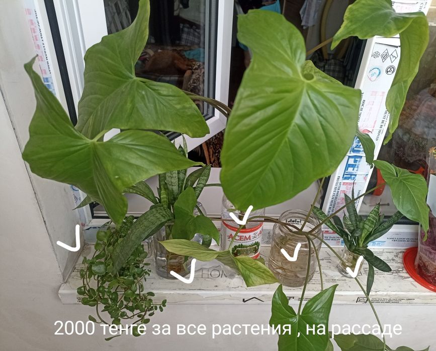 Продам комнатные растения