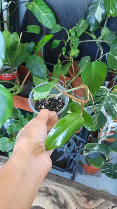 Комнатные растения, выращеные