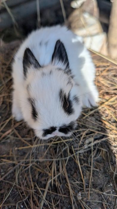 Vând iepuri de Angora !