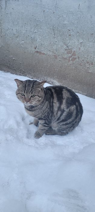 Кот, помесь с британским